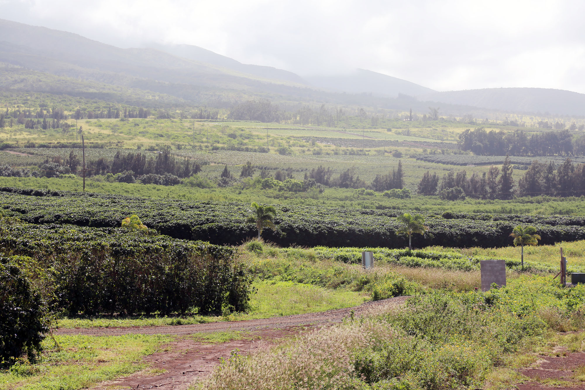 KonaPlantation Using Your Suvie