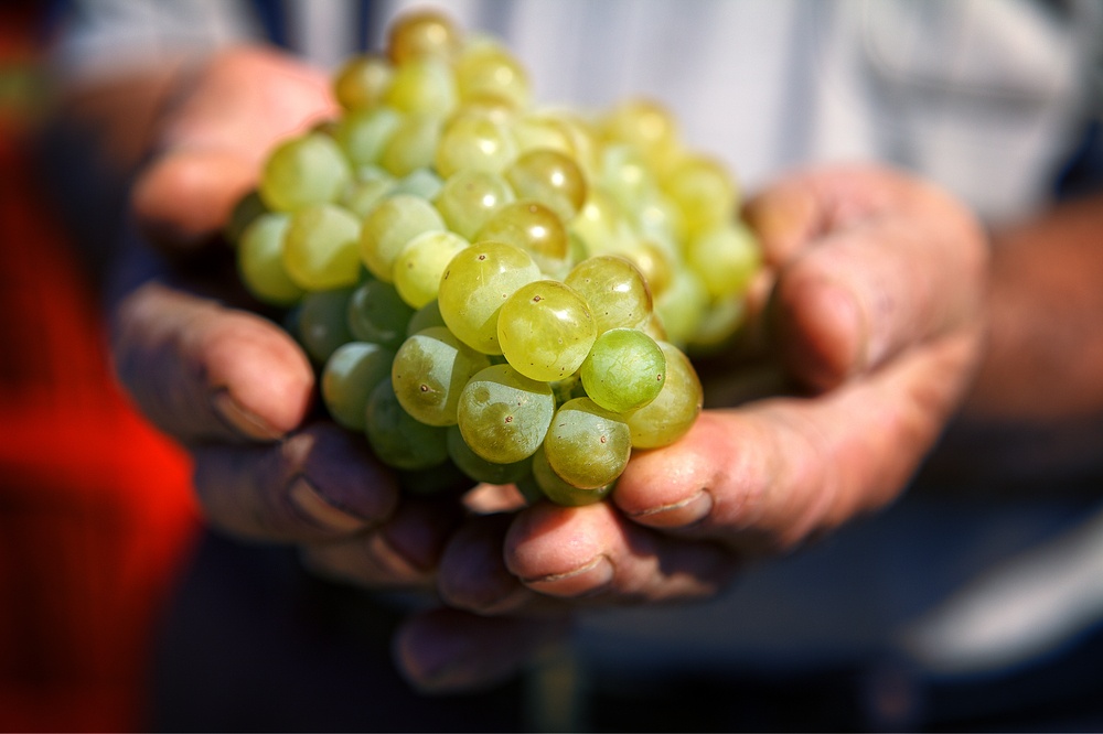 Wineclimatewarmgrapes Using Your Suvie