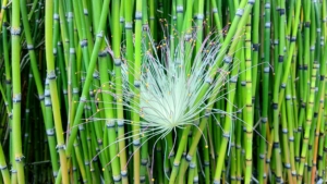 bamboo shoots