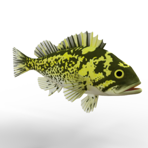 rockfish